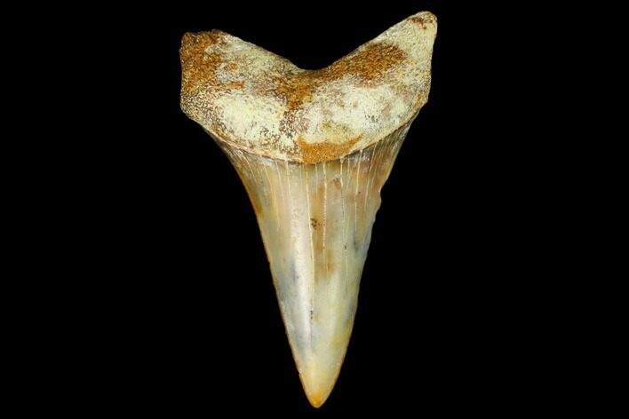 Colorful White/Mako Shark Tooth Fossil - Sharktooth Hill, CA #122716
